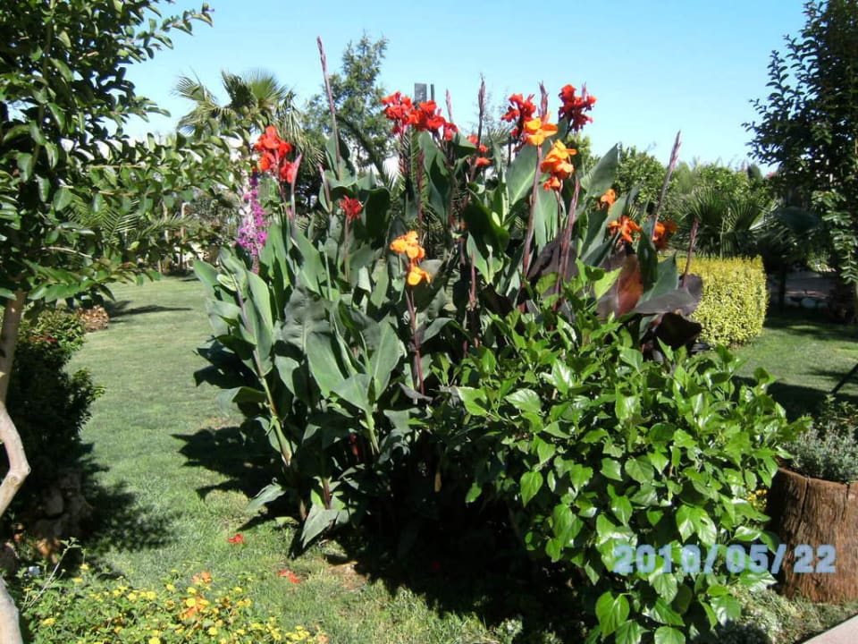 Cannas Belek Beach Resort Hotel