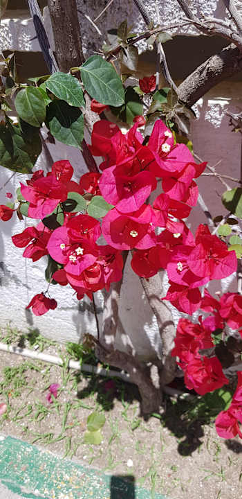 Gartenanlage Hotel Nesrine