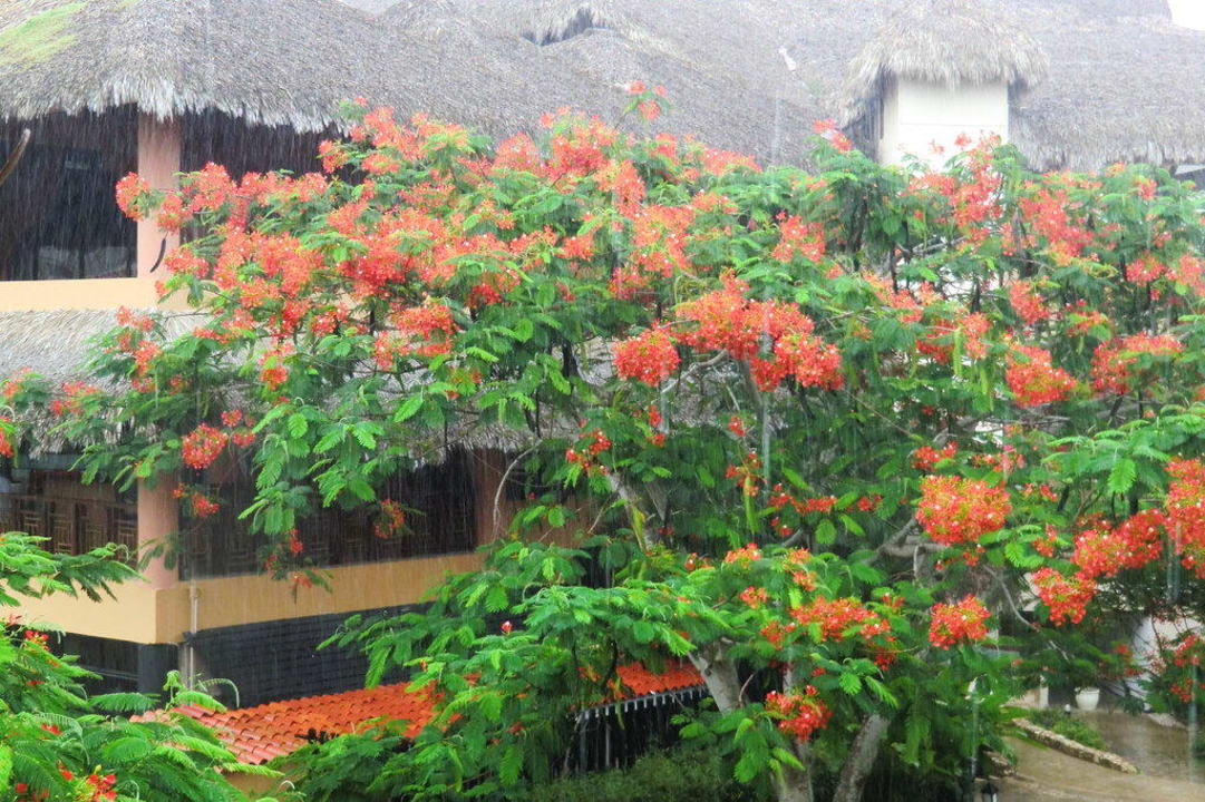 Kurzer Sommerregen Hotel Viva Dominicus Palace by Wyndham-All Inclusive Resort