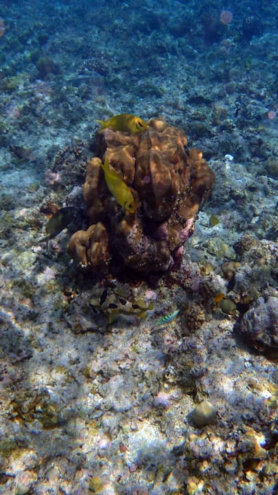 Alles wimmelt  Kuramathi Maldives