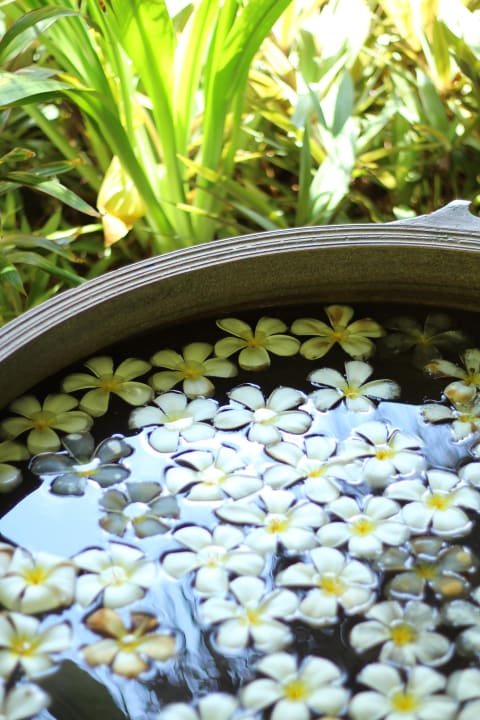 Plumeria Blüten Kuramathi Maldives