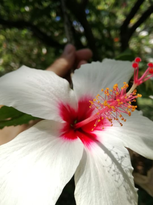 Gartenanlage Apollonia Beach Resort & Spa