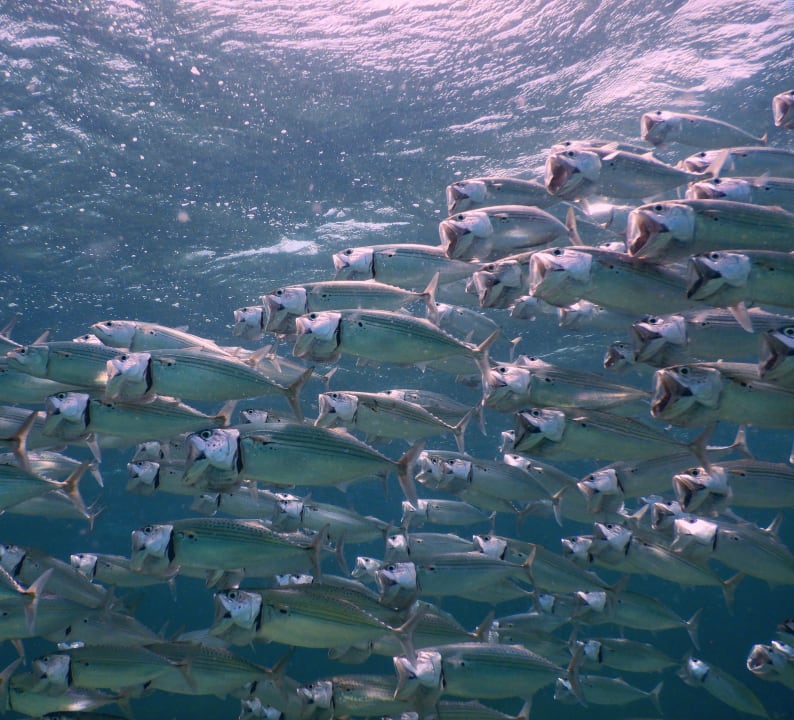 Sport & Freizeit The Oasis Dive Resort