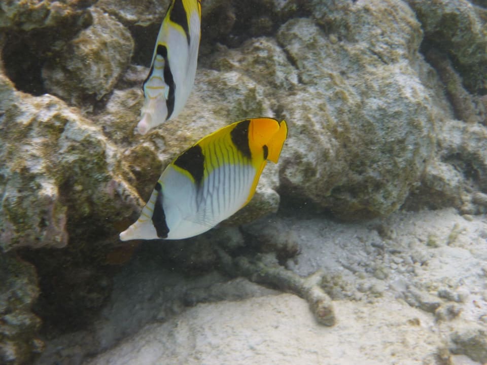 Hausriff Vilamendhoo Island Resort & Spa