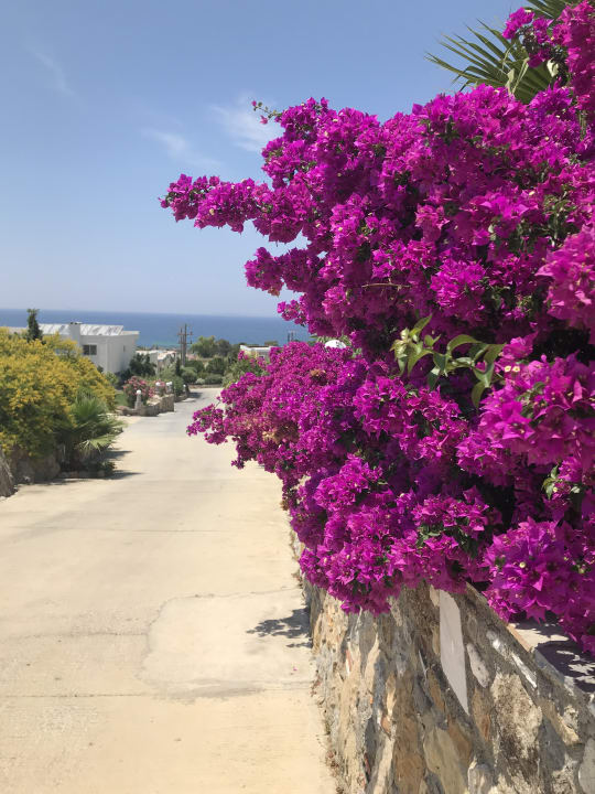 Gartenanlage Hotel Kouros Palace