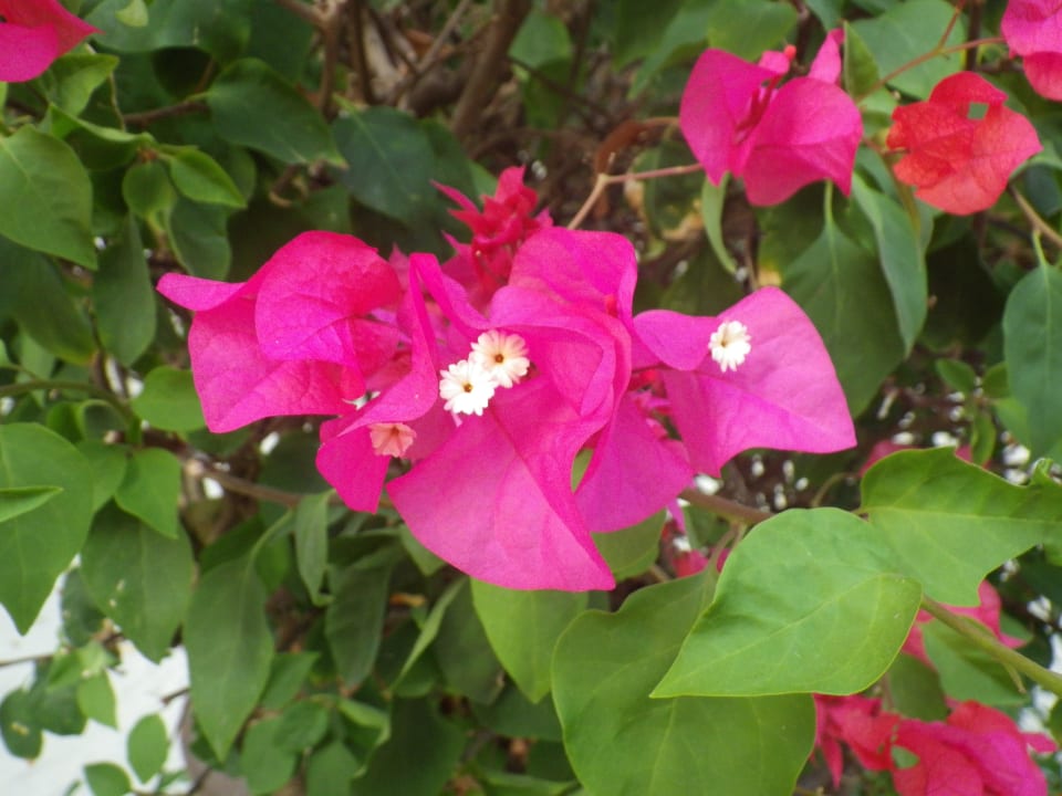 Blumen Embudu Village