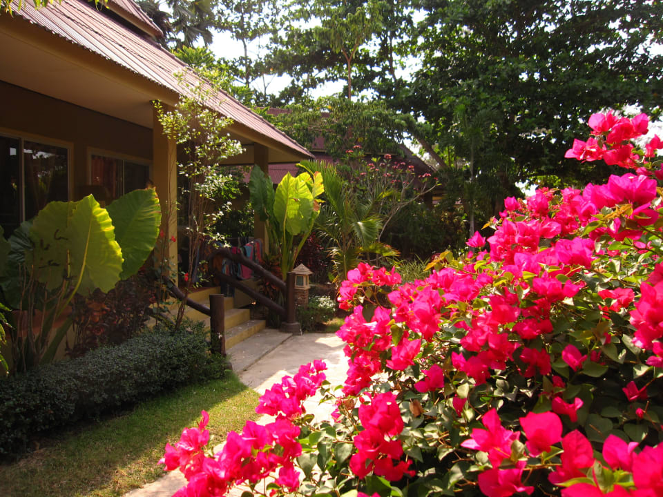 Blütenmeer trotz Trockenheit Hotel Lanta Castaway Resort