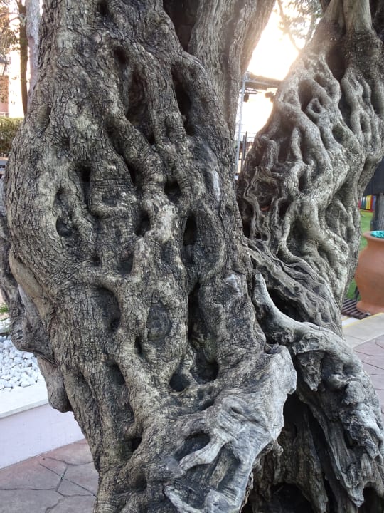 Sonstiges Iberostar Waves Bellevue