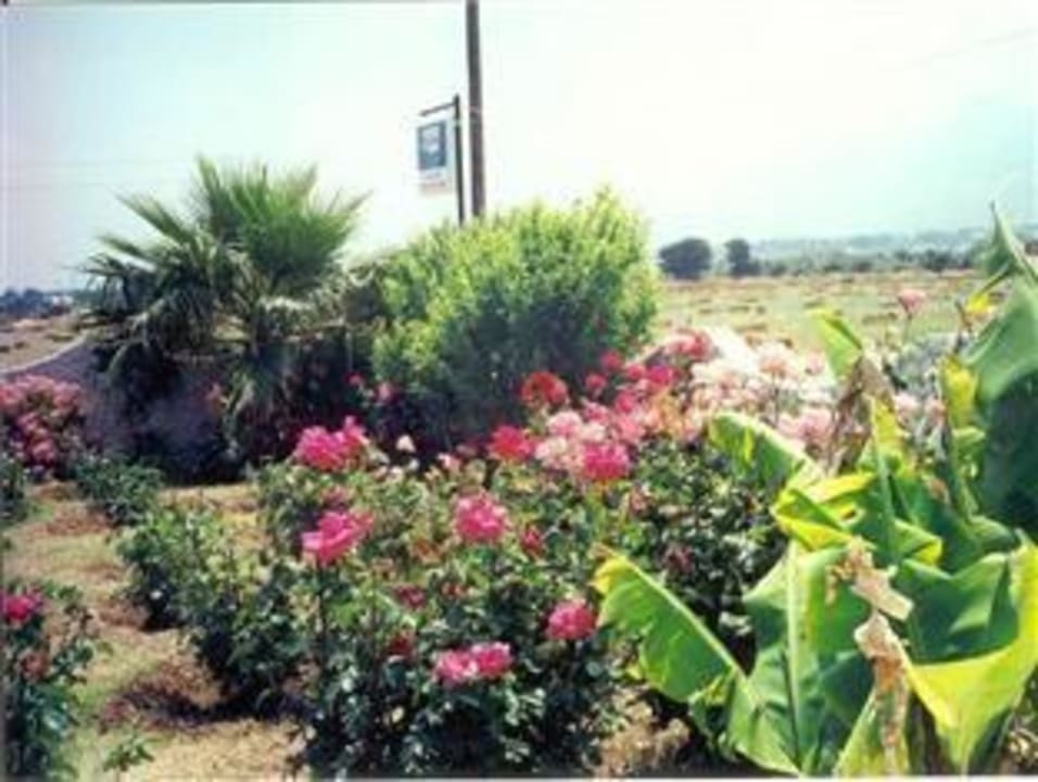 Paradise gardens Paradise Bungalows