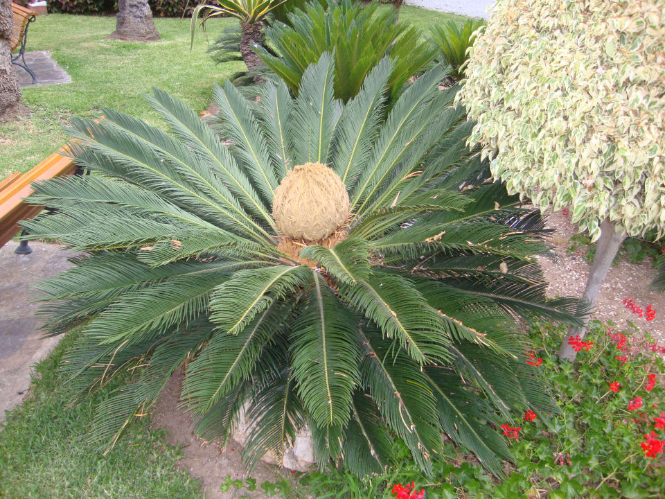 Sonstiges Hotel Best Siroco