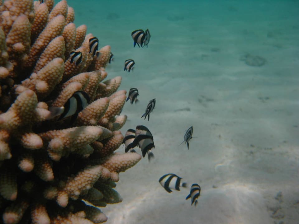 Kleine Fische Summer Island Maldives
