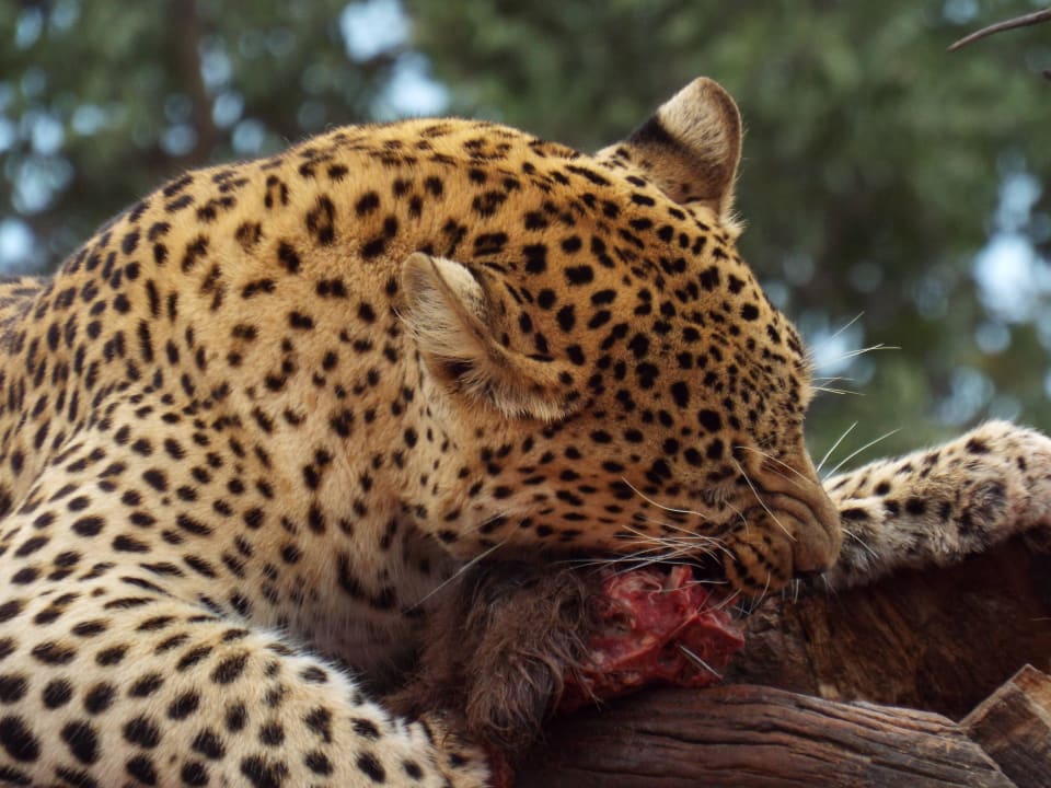 Mittagsfahrt: Leopardin Okonjima Lodge Maincamp & Bushcamp & The Villa