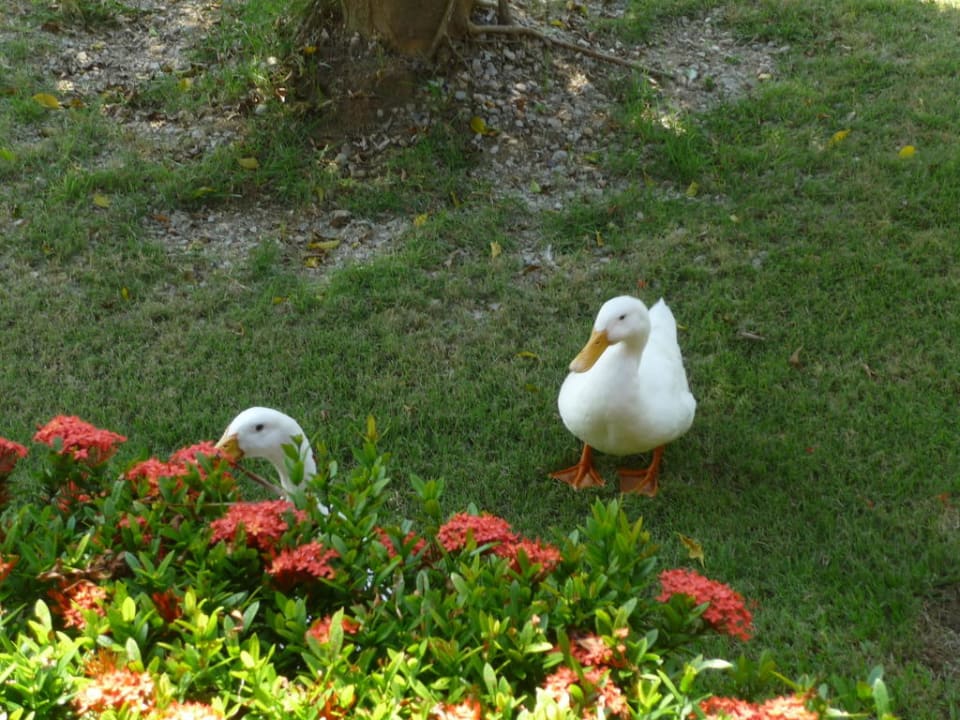 Gartenbereich Grand Palladium Select Bávaro Resort & Spa