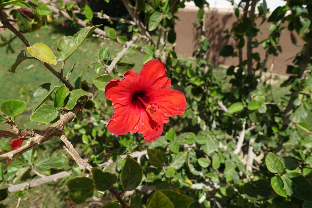 Gartenanlage Lahami Bay Beach Resort