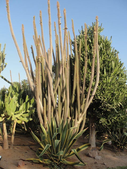 Ogród Hotel Nubian Village