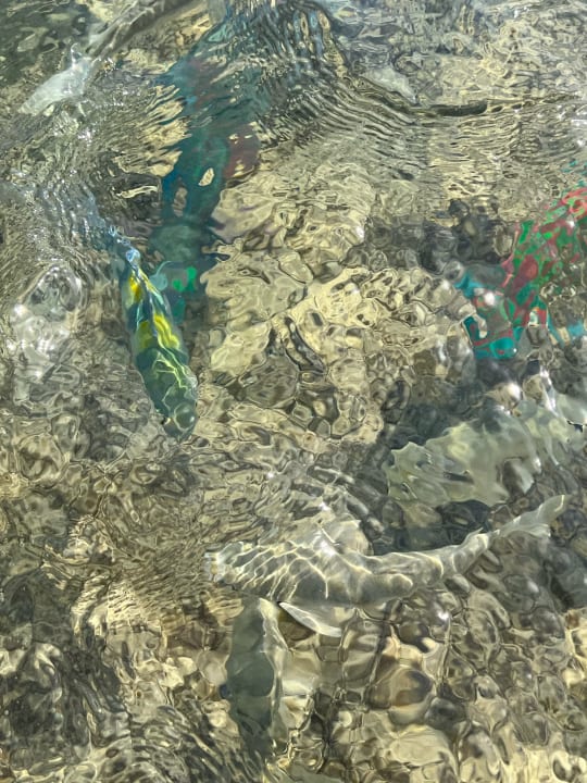 Strand Serenity Alpha Beach