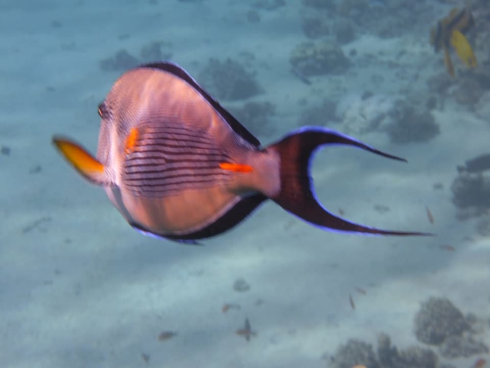 Sport & Freizeit Malikia Resort Abu Dabbab