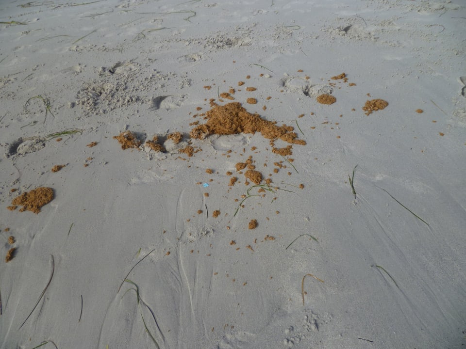 Aucun suivi Hotel Royal Garden Palace