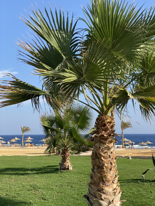 Gartenanlage Three Corners Sea Beach Resort