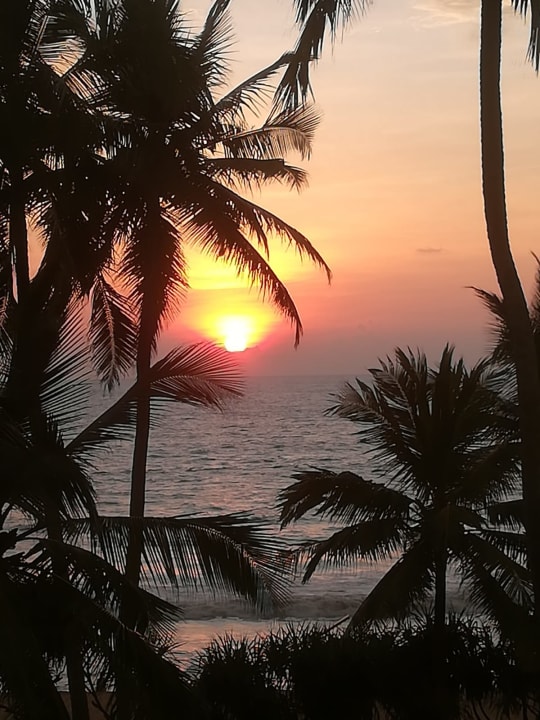 Gartenanlage Royal Palms Beach Hotel