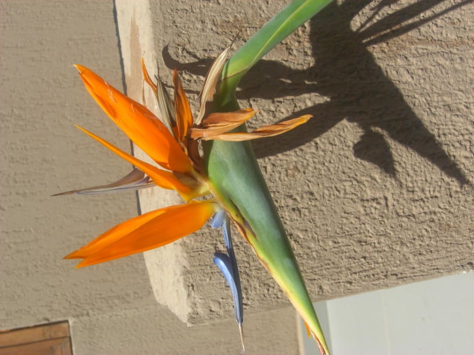 Blumen Atlantica Mikri Poli Crete