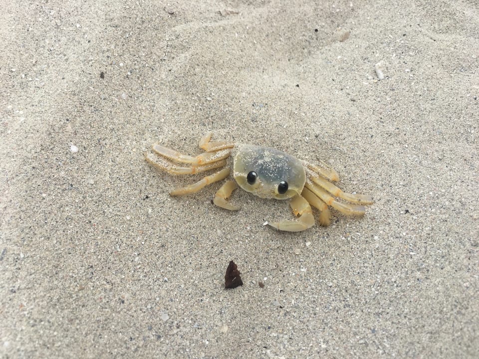 Strand Hotel Roc Barlovento