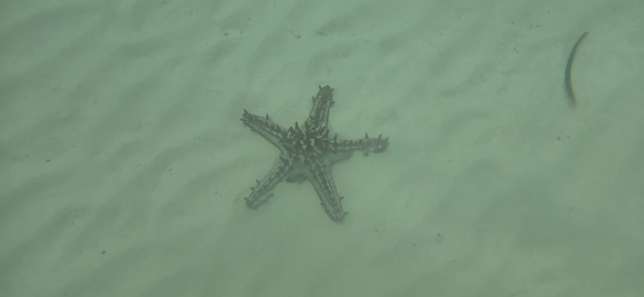 Strand Hotel Riu Jambo