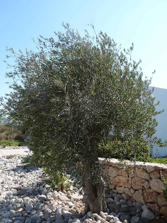 Olivenbau Atlantica Plimmiri