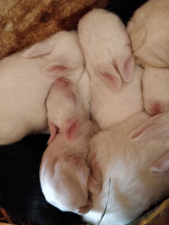 Sport & Freizeit Ferienwohnungen Ihrenhof