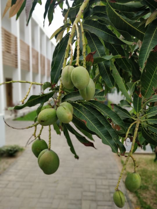 Gartenanlage TUI BLUE Tamala