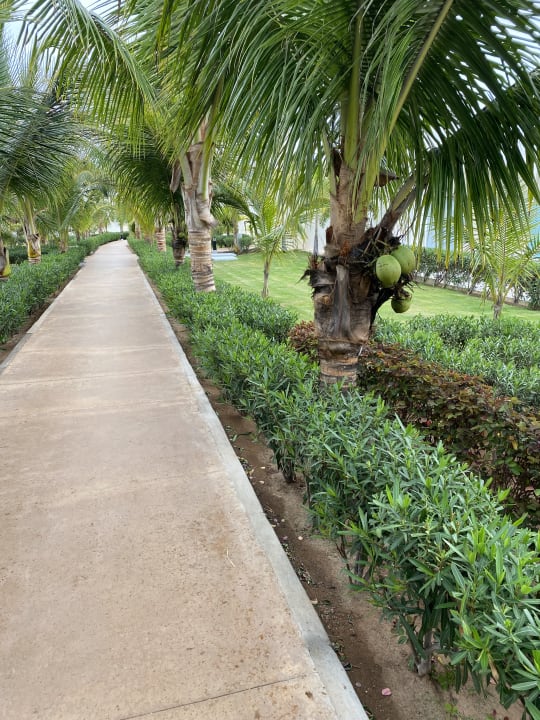 Gartenanlage Hotel Riu Palace Boavista