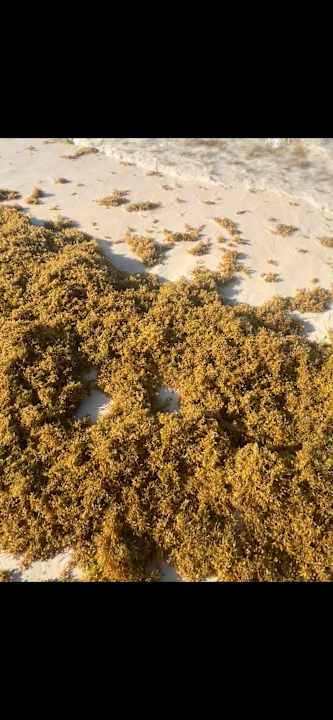 Strand Hotel Riu Palace Punta Cana