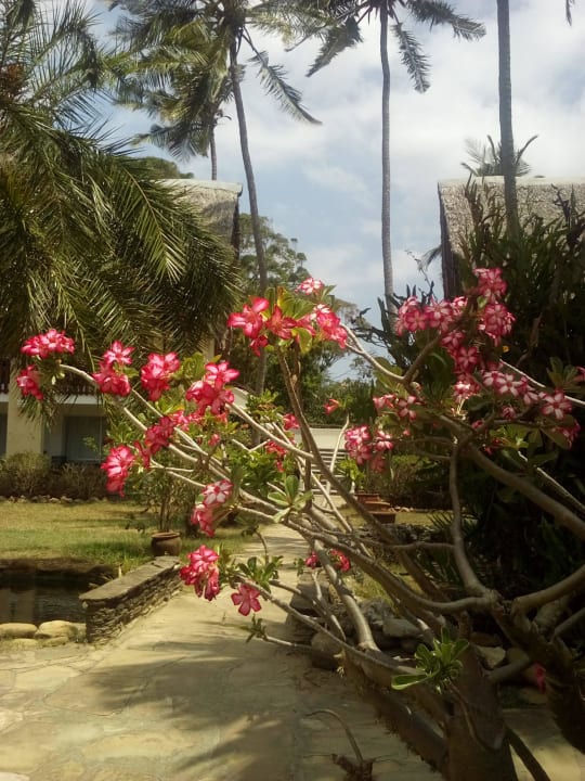 Bahari Beach Hotel - Nyali Bahari Beach Hotel