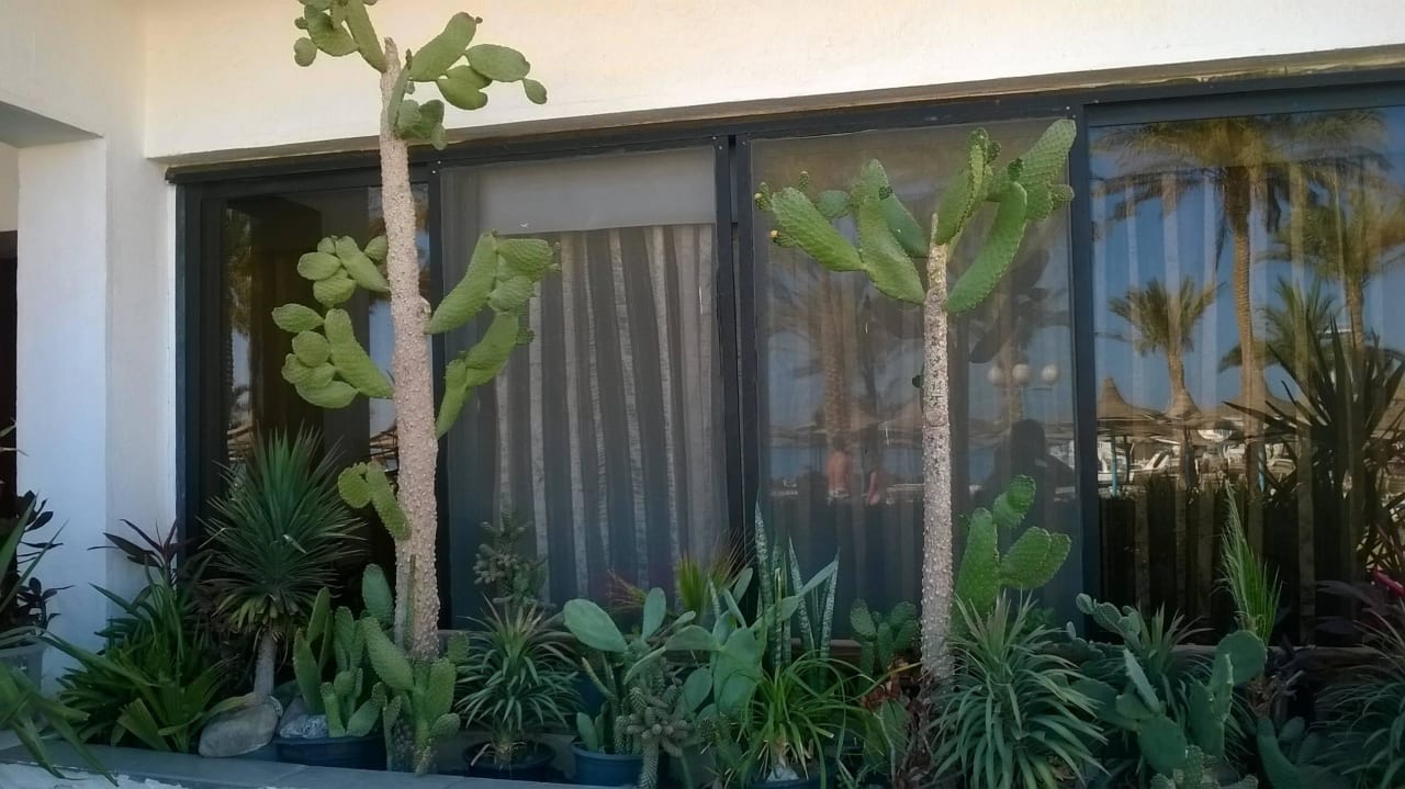 Озеленение террасы - высокие кактусы! Marlin Inn Azur Resort