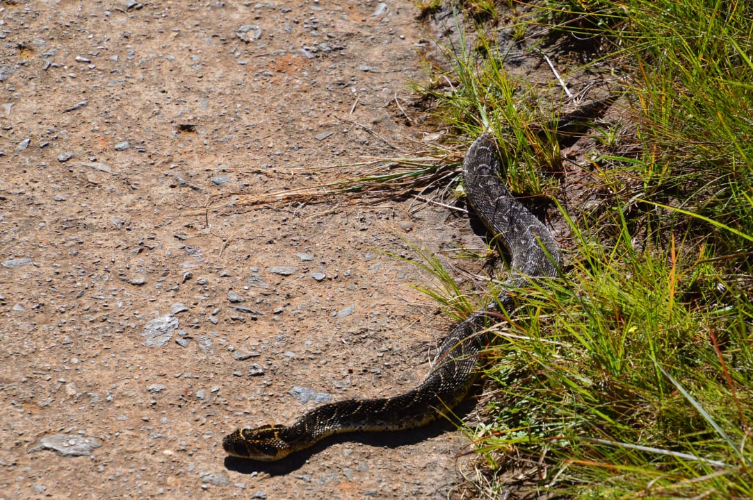 ? Giants Castle Camp