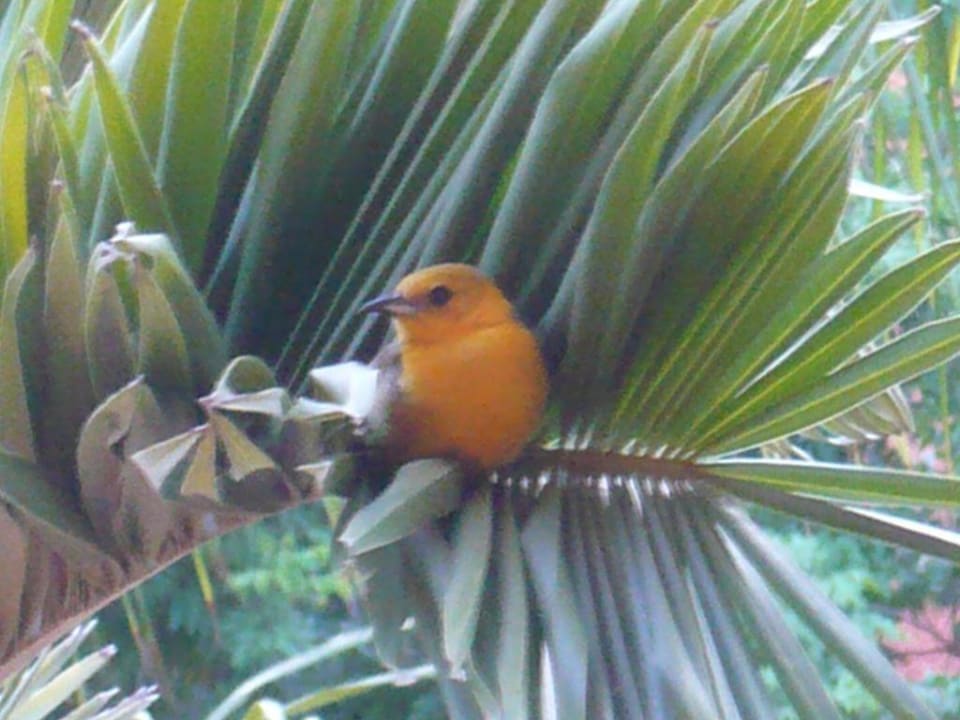 Einer von vielen. Grand Palladium Colonial Resort & Spa