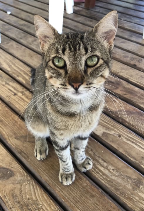 Sonstiges Wyndham Alltra Samana