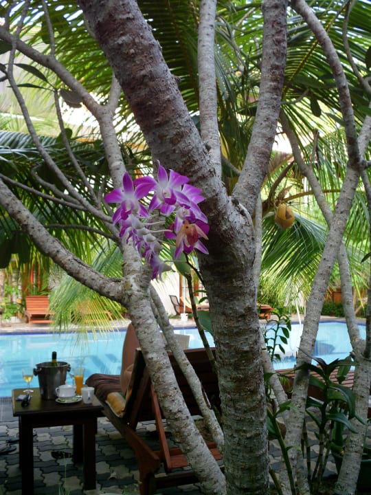 Poolanlage Hotel Bentota Village