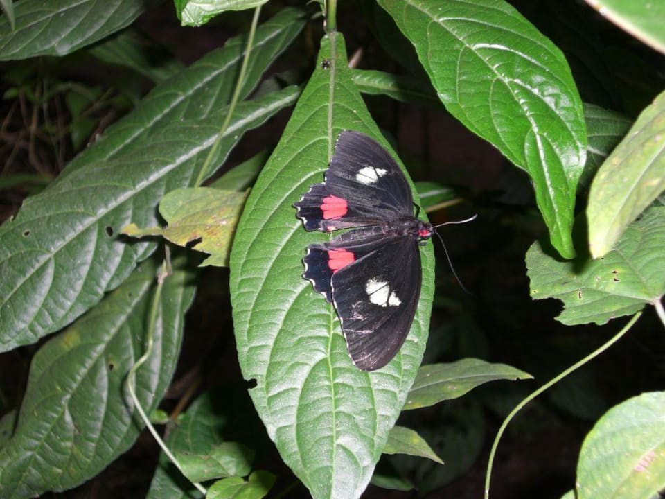 Ein Prachtexemplar Hotel & Club Punta Leona