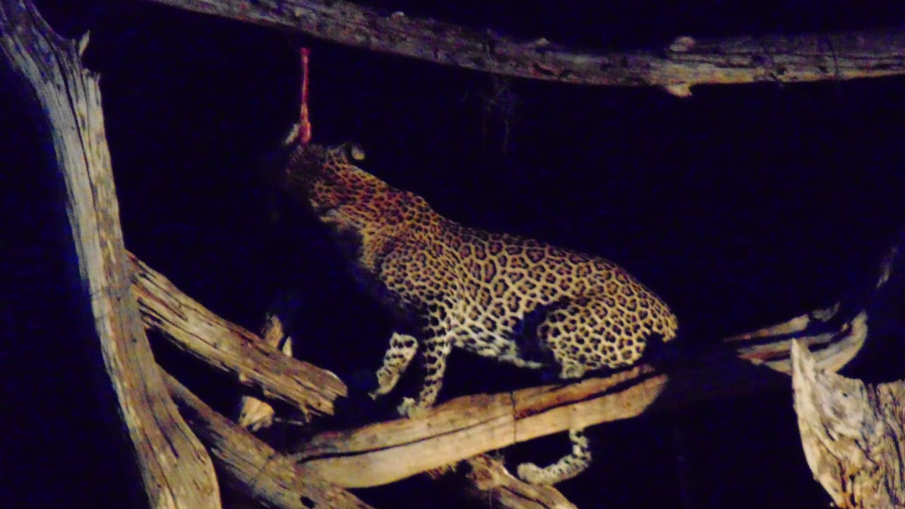 Ausblick Ngulia Safari Lodge