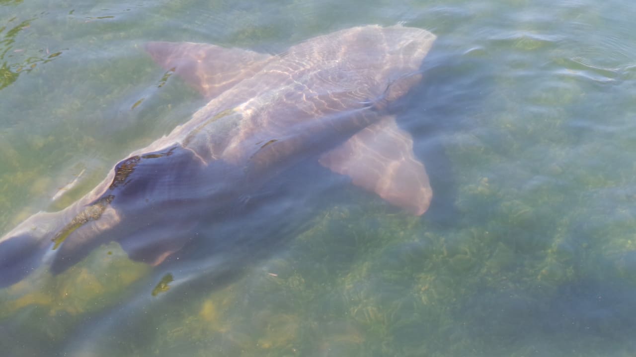 Strand Melia Las Antillas - Adults only