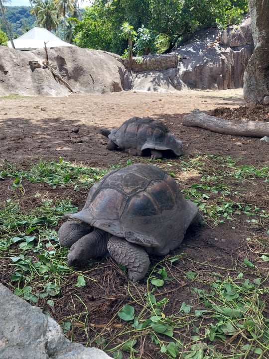 Gartenanlage Hotel Patatran Village