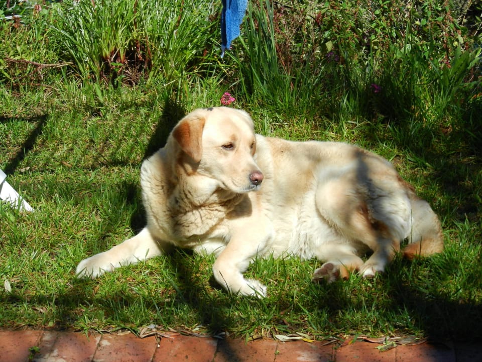 Hofbewacherin Maja  San Leo Cilentissimo