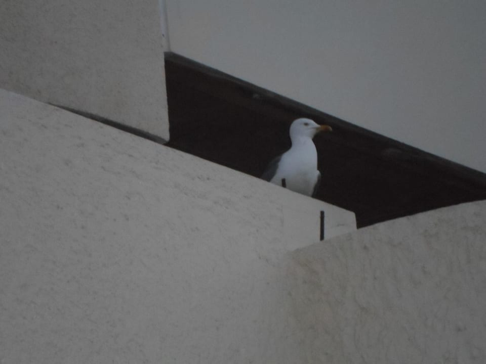 Möve (Nachtaktiv!) Allegro Agadir