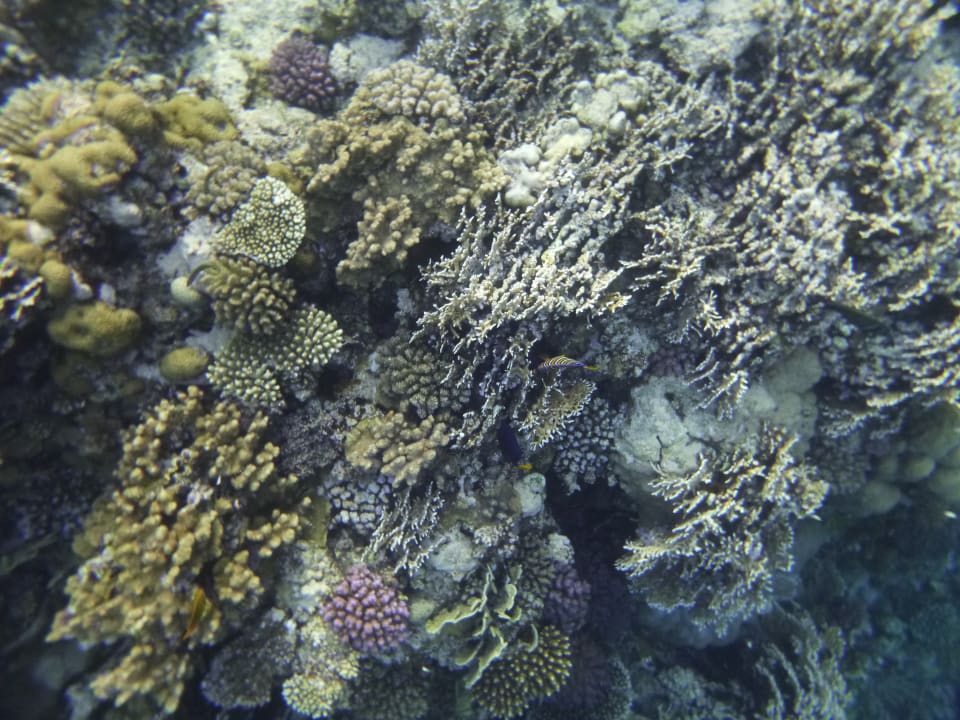 Sport & Freizeit Three Corners Sea Beach Resort