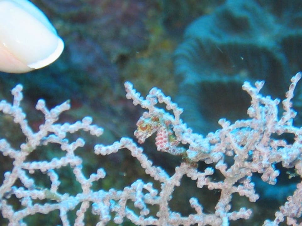 Seepferdchen Hotel Siladen Resort & Spa