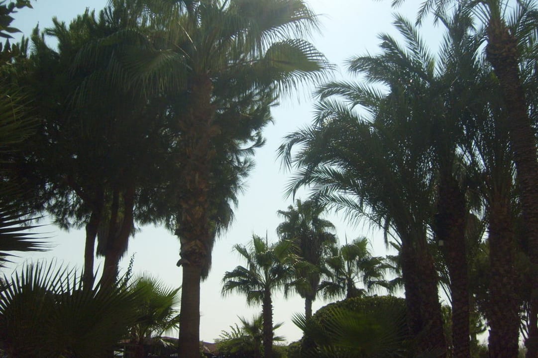 Пальмочки MC Beach Park Resort Hotel