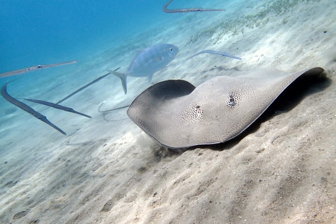 Sport & Freizeit Malikia Resort Abu Dabbab