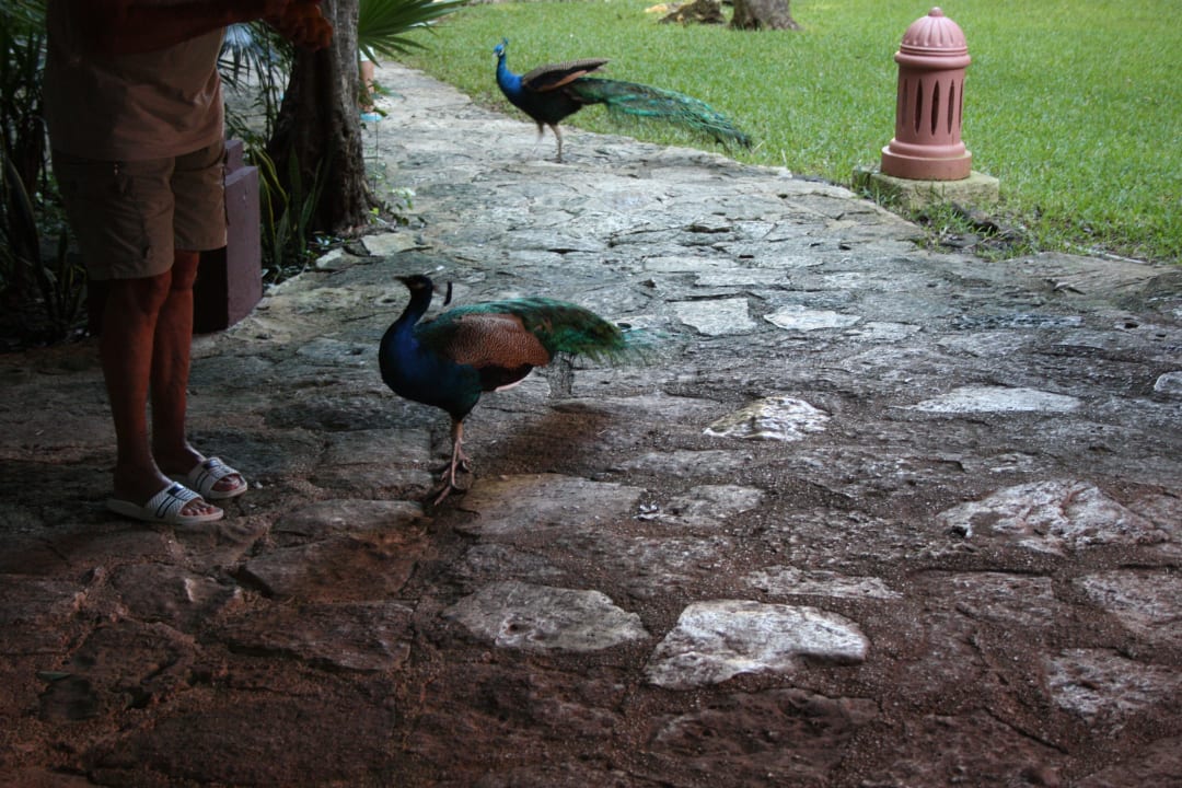 Pfauen Iberostar Waves Tucan