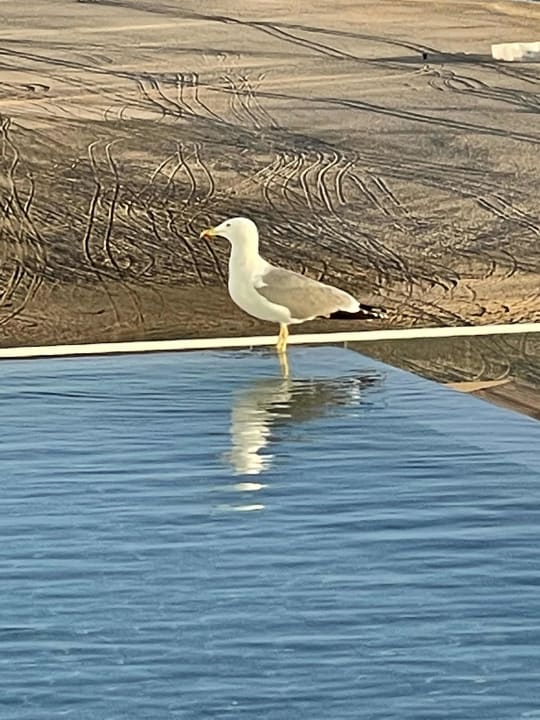 Pool ROBINSON JANDIA PLAYA